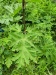 Thumbnail IMG20220710145142.jpg 