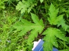 Thumbnail IMG20220710145158.jpg 