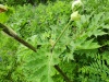 Thumbnail IMG20220710145204.jpg 