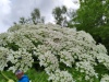 Thumbnail IMG20220710145212.jpg 