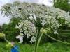 Thumbnail IMG20220710145216.jpg 