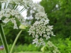 Thumbnail IMG20220710145220.jpg 
