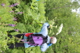 Thumbnail IMG_4349.JPG 