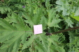 Thumbnail IMG_4350.JPG 