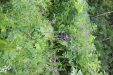 Thumbnail IMG_4352.JPG 