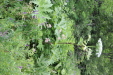 Thumbnail IMG_4353.JPG 