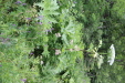Thumbnail IMG_4354.JPG 