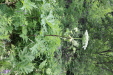 Thumbnail IMG_4355.JPG 
