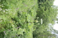 Thumbnail IMG_4356.JPG 