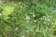 Thumbnail IMG_4358.JPG 