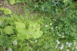 Thumbnail IMG_4359.JPG 