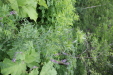 Thumbnail IMG_4360.JPG 