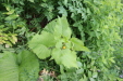 Thumbnail IMG_4361.JPG 