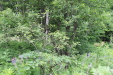 Thumbnail IMG_4363.JPG 