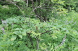 Thumbnail IMG_4365.JPG 