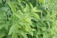 Thumbnail IMG_4367.JPG 