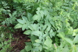 Thumbnail IMG_4368.JPG 