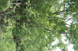 Thumbnail IMG_4369.JPG 