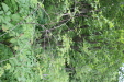 Thumbnail IMG_4370.JPG 
