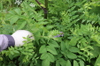 Thumbnail IMG_4371.JPG 