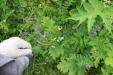 Thumbnail IMG_4372.JPG 