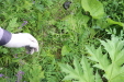 Thumbnail IMG_4373.JPG 