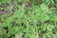 Thumbnail IMG_4374.JPG 