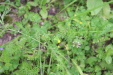 Thumbnail IMG_4375.JPG 