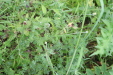 Thumbnail IMG_4376.JPG 