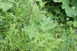 Thumbnail IMG_4377.JPG 