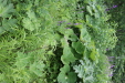 Thumbnail IMG_4378.JPG 