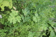 Thumbnail IMG_4379.JPG 