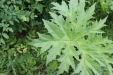 Thumbnail IMG_4381.JPG 