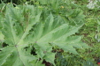 Thumbnail IMG_4382.JPG 