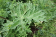 Thumbnail IMG_4383.JPG 