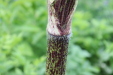 Thumbnail IMG_4384.JPG 