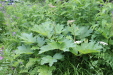 Thumbnail IMG_4385.JPG 