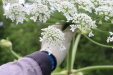 Thumbnail IMG_4386.JPG 