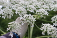 Thumbnail IMG_4387.JPG 
