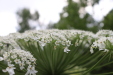 Thumbnail IMG_4388.JPG 