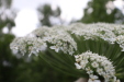 Thumbnail IMG_4389.JPG 