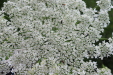 Thumbnail IMG_4390.JPG 