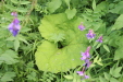 Thumbnail IMG_4391.JPG 