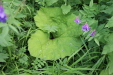 Thumbnail IMG_4392.JPG 
