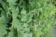 Thumbnail IMG_4393.JPG 