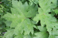 Thumbnail IMG_4395.JPG 