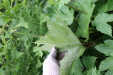 Thumbnail IMG_4396.JPG 