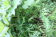Thumbnail IMG_4397.JPG 