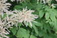 Thumbnail IMG_4399.JPG 