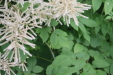 Thumbnail IMG_4400.JPG 